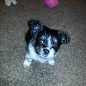 Meet your Posher, Robert